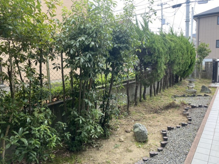 和泉市住宅 植木撤去工事